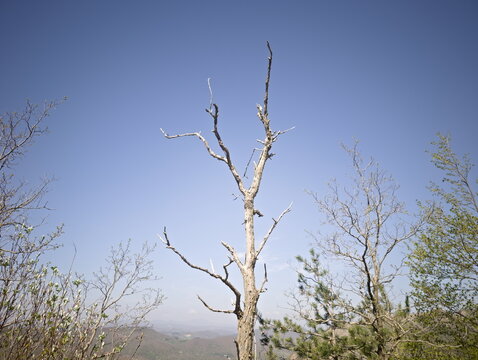 Albero spoglio in primo piano con rami sottili, circondato da vegetazione verde e colline sullo sfondo sotto un cielo limpido