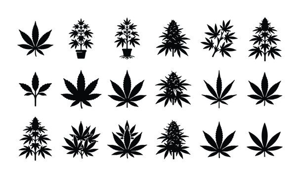 Cannabis leaf silhouette collection, set of 18 black marijuana plant icons and hemp foliage vectors, botanical weed symbols for medical dispensary branding