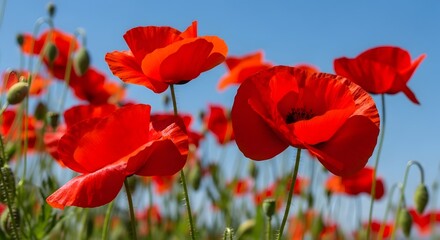 Obraz premium Vibrant red poppies bloom a stunning happy canada day floral celebration patriotic symbol