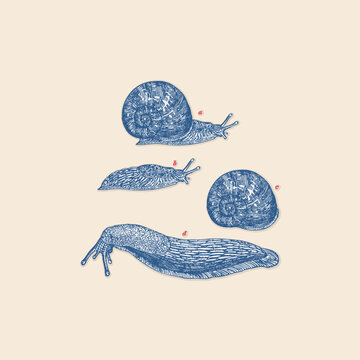 Garden snail shell and slug icon clipart set retro logo vintage illustration design vector element