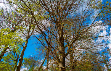 Fototapeta premium Forest in bright sunlight in springtime, Lage Vuursche, Utrecht, Netherlands, April 19, 2026