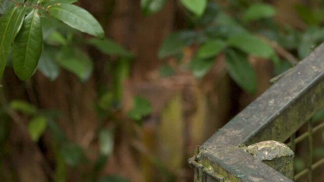 Slender squirrel jumping from fence into tropical jungle foliage in slow motion.