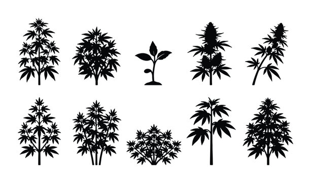 Cannabis plant silhouette collection, 10 marijuana leaf and bush vector icons, black hemp plant growth stages for medical dispensary branding