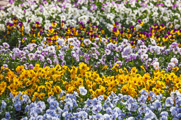 Fototapeta premium Bunte Hornveilchen auf einem Blumenmarkt stehend, Deutschland