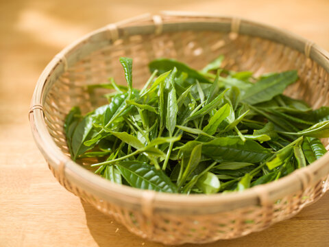 茶葉　新茶　手摘み