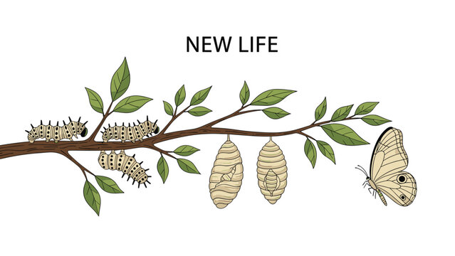Educational illustration showing the life cycle stages of a butterfly from caterpillars to cocoons on a green branch.