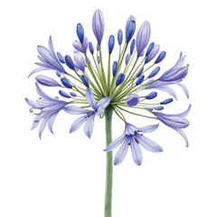 Fototapeta premium Blue Agapanthus Flower Bouquet with Radiating Buds