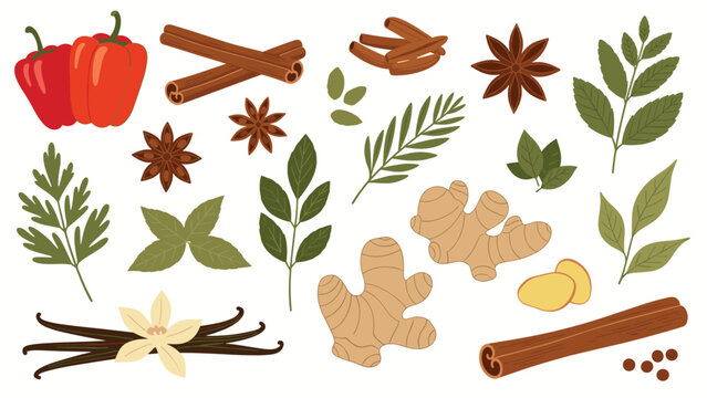 Comprehensive set of various herbs and spices including cinnamon sticks star anise ginger root and fresh leaves on a white background.