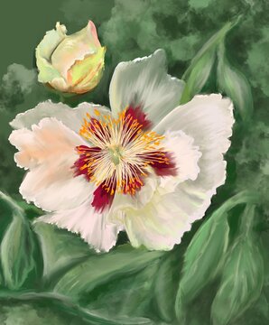 Peony flower close-up