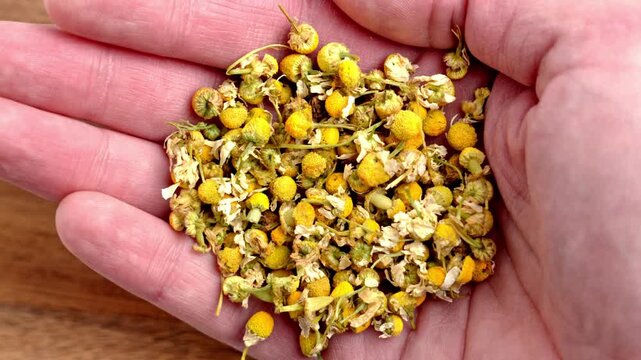 Dried chamomile flowers in hand on wooden table. Medicinal herb Matricaria chamomilla