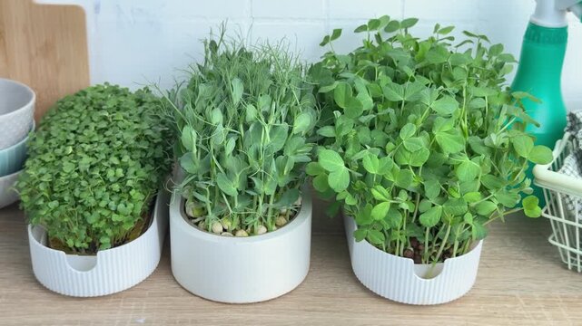 Microgreens sprouts growing in a kitchen environment