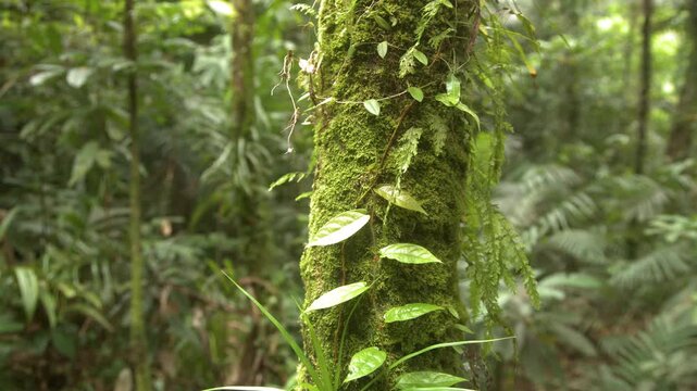 Mossy Tree Trunk with Climbing Vines in Palau Tropical Rainforest