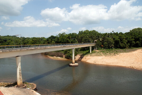 bridge over river in the forest