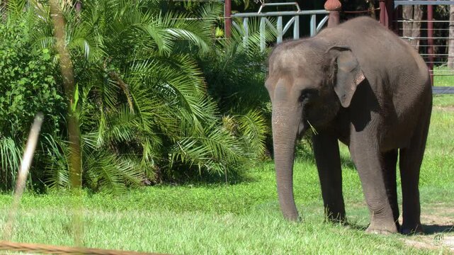 Asian Elephant Standing on Green Grass at Australia Zoo
