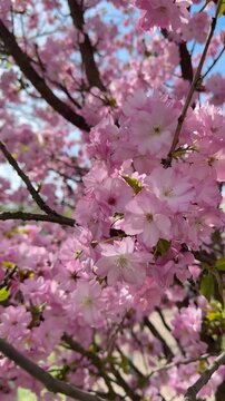 4K Macro Video of Pink Sakura Blossoms &ndash; iPhone 16 Pro Max. High-quality 4K macro footage of delicate pink sakura flowers, filmed with iPhone 16 Pro Max. The video captures close-up details of bloomin