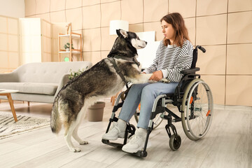 Young woman in wheelchair and with husky dog at home © Pixel-Shot