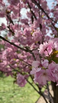 4K Macro Video of Pink Sakura Blossoms &ndash; iPhone 16 Pro Max. High-quality 4K macro footage of delicate pink sakura flowers, filmed with iPhone 16 Pro Max. The video captures close-up details of bloomin