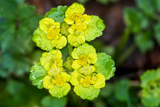 Wechselbl&auml;ttriges Milzkraut (Chrysosplenium alternifolium) mit Bl&uuml;ten, Nahaufnahme, bedeckt mit Wassertropfen - Sulz am Neckar, Deutschland