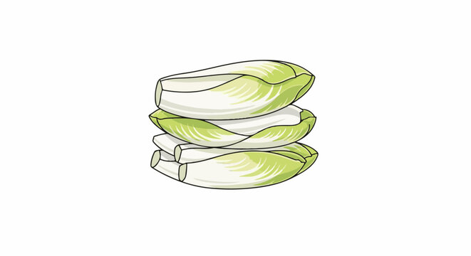 Stacked fresh Belgian endives, crisp leaves, healthy produce illustration