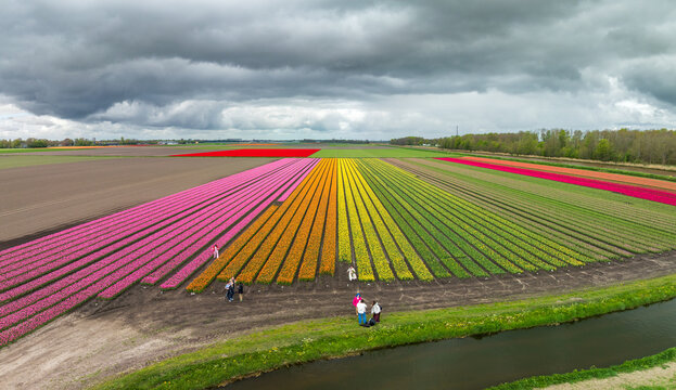 blooming tulip fields