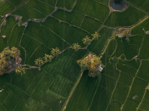 Aerial view of lush green rice paddies intersected by winding paths and dotted with palm trees create a mesmerizing tapestry, Hampi, Karnataka, India.