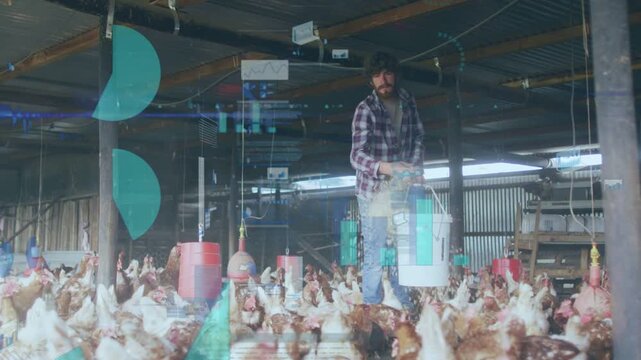 Farmer tilting bucket, walking shed, tipping feed, feeding poultry while teal charts tracking feed