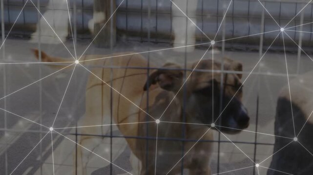 Camera peeking through grid causing tan-brown dog moving forward, turning head, seeking attention