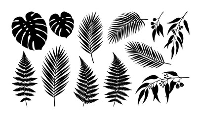 Tropical leaf silhouettes set, black palm and monstera foliage vector icons, 11 botanical fern and eucalyptus branch elements for summer design © Jalal