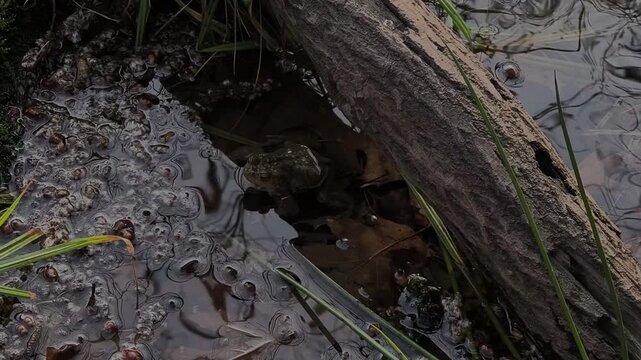 Toad at Early Spring  in Camorino, Bellinzona, Canton Ticino, Switzerland