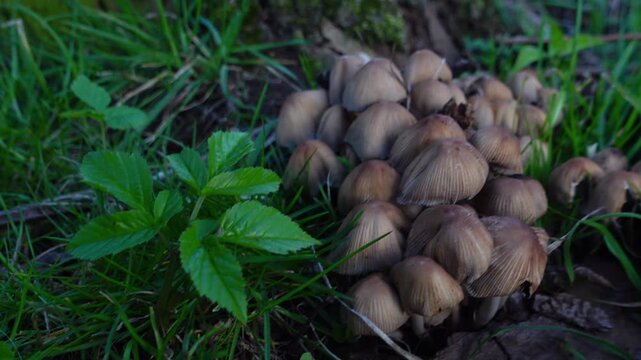 Cluster of Glistening Inkcap mushrooms growing in grass
