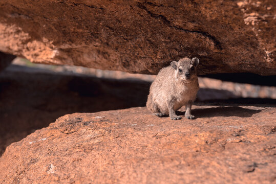 Rock hyrax among stones &ndash; Namibia wildlife close-up