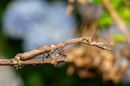 An African stick mantis (Popa spurca), also known as an African twig mantis, displaying its beautiful camouflage on a branch in KwaZulu-Natal, South Africa