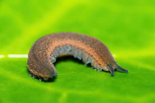 A beautiful polychrome velvet worm (Peripatopsis polychroma). A rare evolutionary invertebrate on a green leaf in KwaZulu-Natal, South Africa