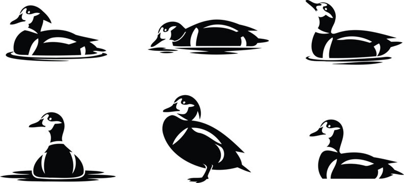 Black and white ducks swimming and standing in water illustrations