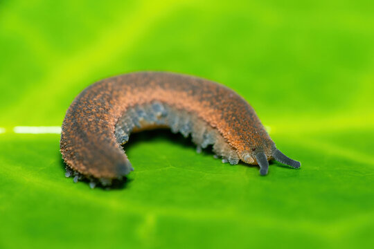 A beautiful polychrome velvet worm (Peripatopsis polychroma). A rare evolutionary invertebrate on a green leaf in KwaZulu-Natal, South Africa