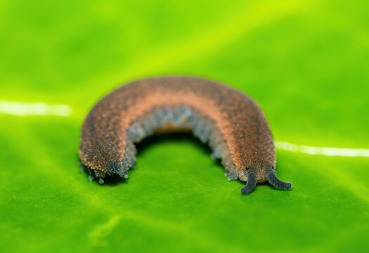 A beautiful polychrome velvet worm (Peripatopsis polychroma). A rare evolutionary invertebrate on a green leaf in KwaZulu-Natal, South Africa