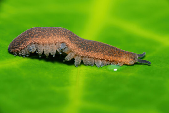 A stunning polychrome velvet worm (Peripatopsis polychroma) shooting sticky blobs of slime. A rare evolutionary invertebrate on a green leaf 
