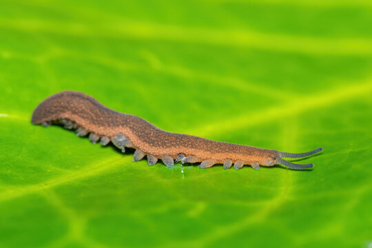A beautiful polychrome velvet worm (Peripatopsis polychroma). A rare evolutionary invertebrate on a green leaf in KwaZulu-Natal, South Africa
