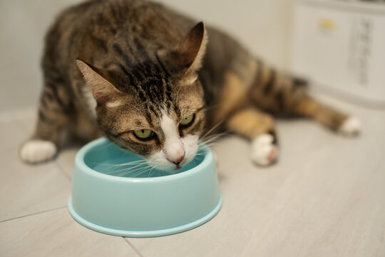 tabby cat drinking water from a bowl on the floor at home