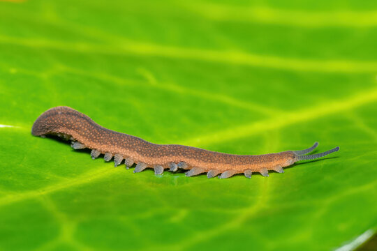 A beautiful polychrome velvet worm (Peripatopsis polychroma). A rare evolutionary invertebrate on a green leaf in KwaZulu-Natal, South Africa
