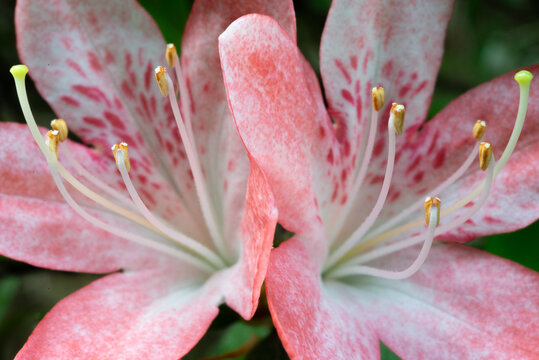 ツツジの花　白とピンク　２輪で対称