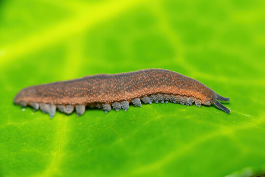 A beautiful polychrome velvet worm (Peripatopsis polychroma). A rare evolutionary invertebrate on a green leaf in KwaZulu-Natal, South Africa