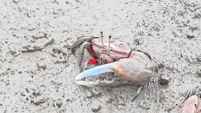 
Endangered White-clawed Fiddler Crab showing large claw behavior #002
학명:Austruca lactea

