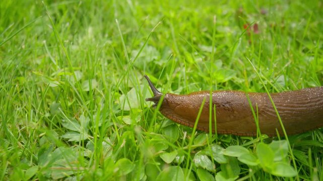 Spanish slug (Arion vulgaris) crawling through fresh green grass, showcasing invasive pest behavior in natural habitat, symbolizing garden damage, slow movement, and ecological imbalance.