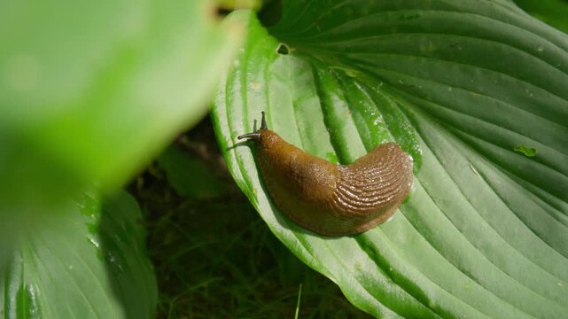 Close-up of an invasive Spanish slug (Arion vulgaris) crawling on a green leaf. This prolific, reddish-brown garden pest causes significant damage to plants.