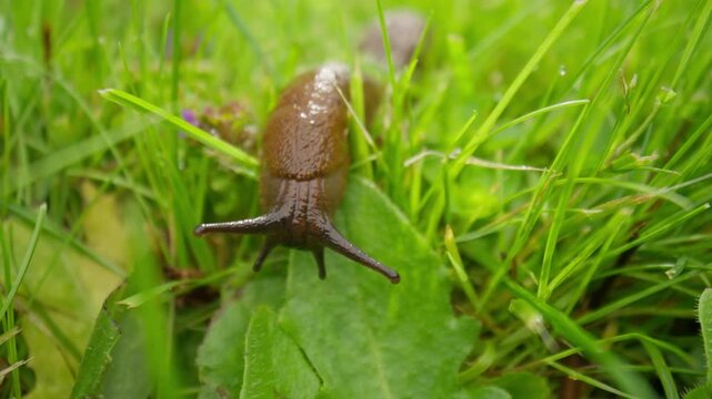 Front view macro of an invasive Spanish slug (Arion vulgaris) crawling through wet green grass. This slimy, reddish-brown garden pest shows its tentacles and eye stalks.