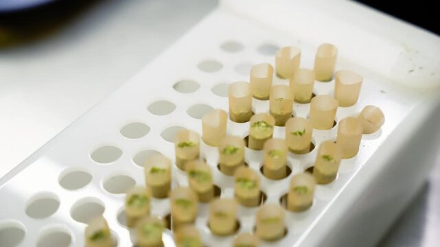 Close up view of neatly arranged pre-rolled joints in a cannabis production facility