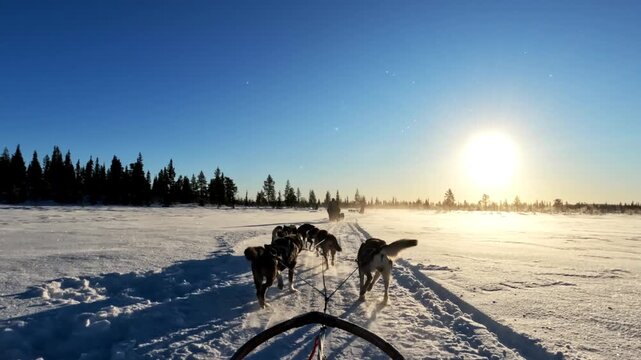 Dog sled crossing a frozen river as husky teams follow other sleds toward a forest under bright sun and blue skies.