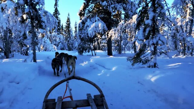 Dog sledding through a snowy forest trail, under blue skies and sunlight. True winter wonderland.