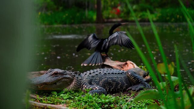 Close up shot of a blackbird perched near a resting alligator at a South Carolina pond